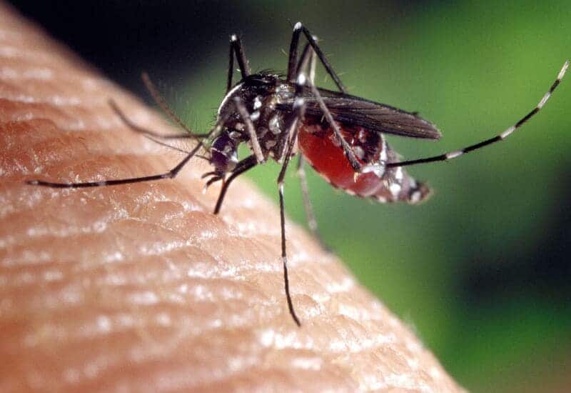 best deet free products to keep mosquitoes away