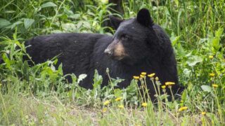 how to keep black bears away from your campsite