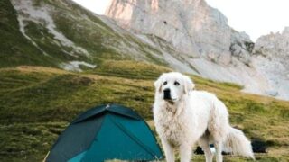 Taking dog camping for the first time