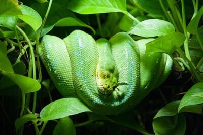 snake hiding in grass