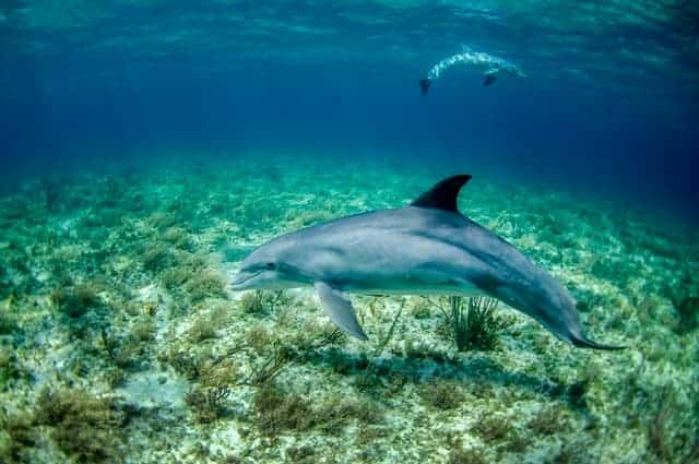 Can you swim with dolphins in Ireland