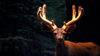 do deer eat at night or day