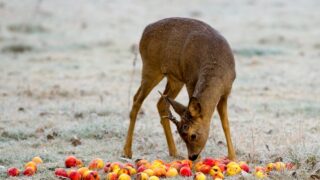 Will deer eat all the apples from the ground or they will eat only one or none