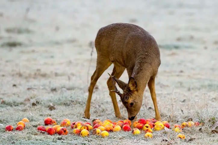 Roe deer eating apples in the forsty morning of Uppland, sweden.