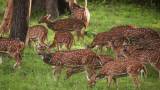 group of deer eating grass of the green forest