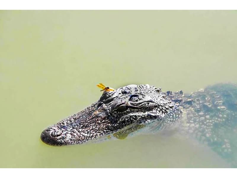 Alligator with dragonfly in a Louisiana Lake
