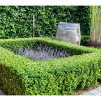 beautiful evergreen boxwood plants in a garden. The garden also contains other plants and materials to increase its aesthetic.