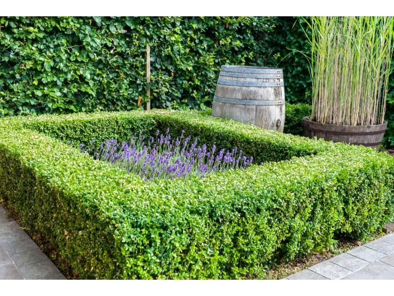 Beautiful evergreen boxwood plants in a garden. The garden also contains other plants and materials to increase its aesthetic.