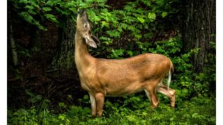 Deer eating leaves of a plant in the forest on a rainy day