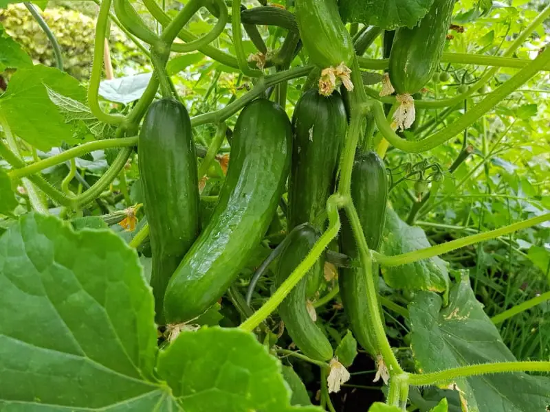 Green cucumbers growing in an organic garden, the vines have hairs, cucumbers have some very small but visible spines and the plant has an abundance of leaves.