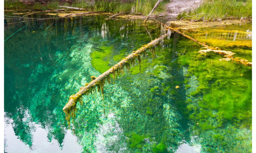 Amazing Crystal Clear Spring Waters and Deep Water Viewing of Trout at Kitch-iti-Kipi

Can you swim in these crystal clear waters of Kitch iti kipi