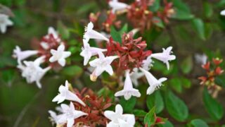 Photo of Abelia flowers in a garden with blurred leaves in the background. WIll deer eat Abelia flowers, leaves, and plants?