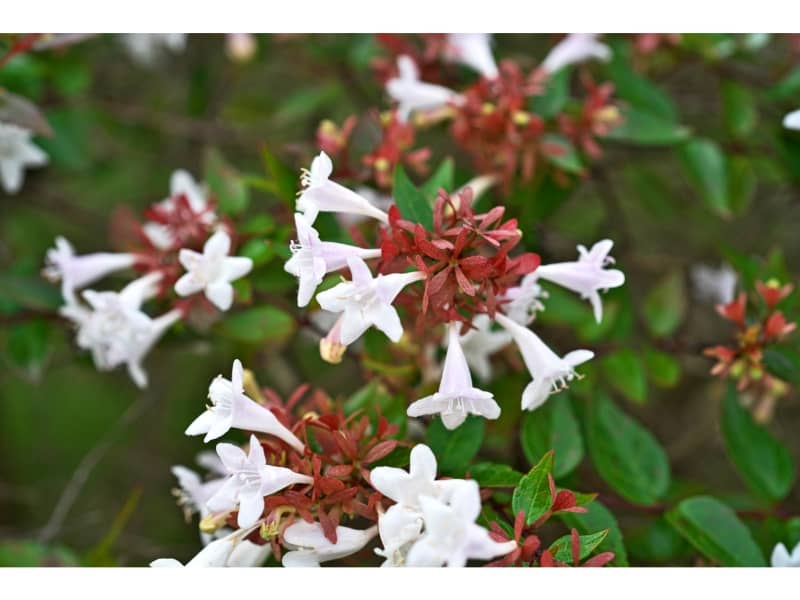 Photo of Abelia flowers in a garden with blurred leaves in the background. WIll deer eat Abelia flowers, leaves, and plants?
