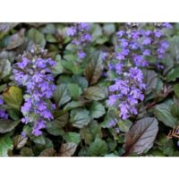 Beautiful Blue and Voilet Ajuga Flowers of this specie is also known as Geneva bugleweed - will deer eat my beautiful ajuga flowers and plants