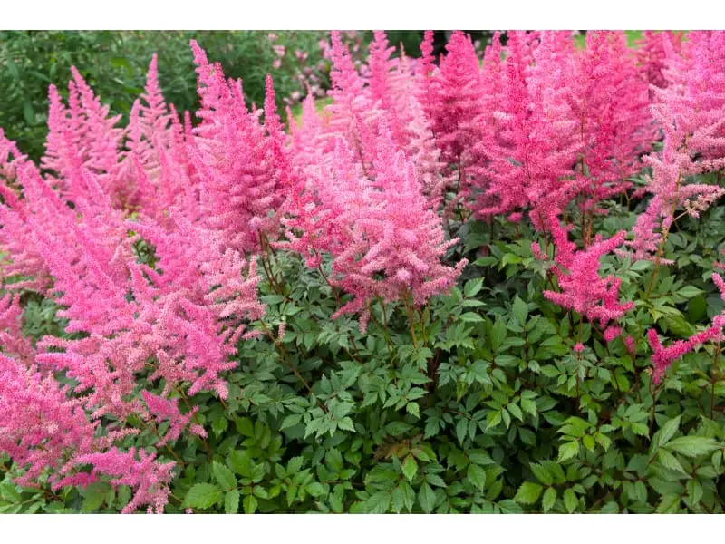 Pink astilbe bloom to make the garden more calming