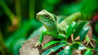 Green lizard in a jungle