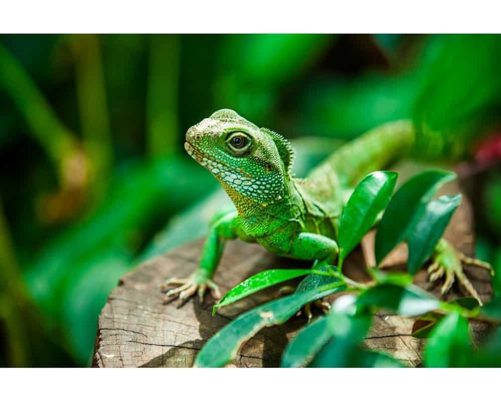 Green lizard in a jungle