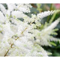Close up shot of white Astilbe with nice blurry effect in the background.
