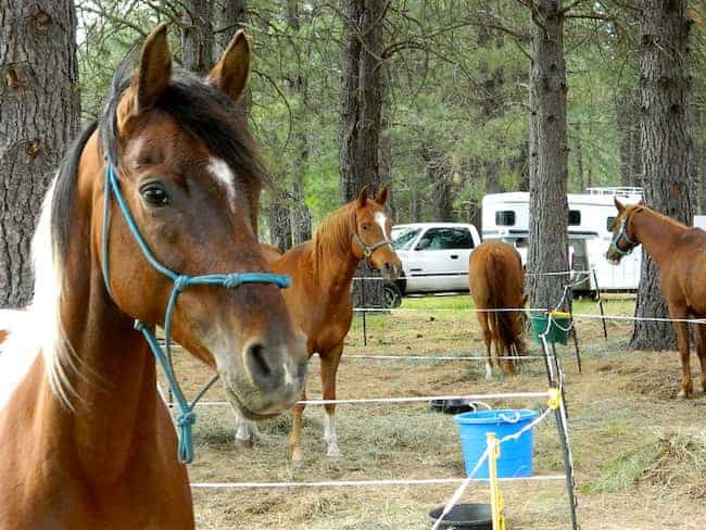 there are several horses in a horse camp site
