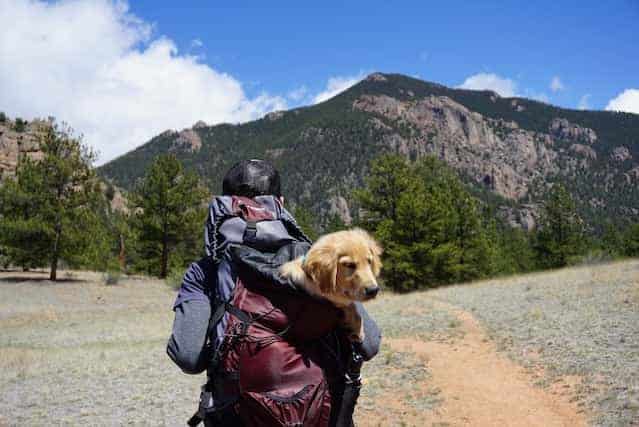 Backpacking with pet