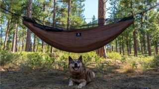 Dog sitting under the hammock that has a type of underquilt