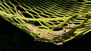 brown bearded dragon on green hammock ready to be bath along with cleaning hammock