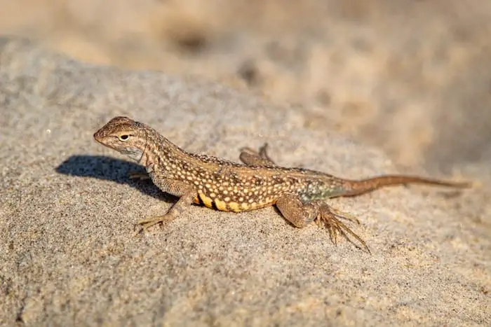 brown and black lizard on brown rock thinking of resting in a hammock