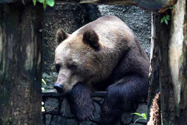 spotting bears when hammocking