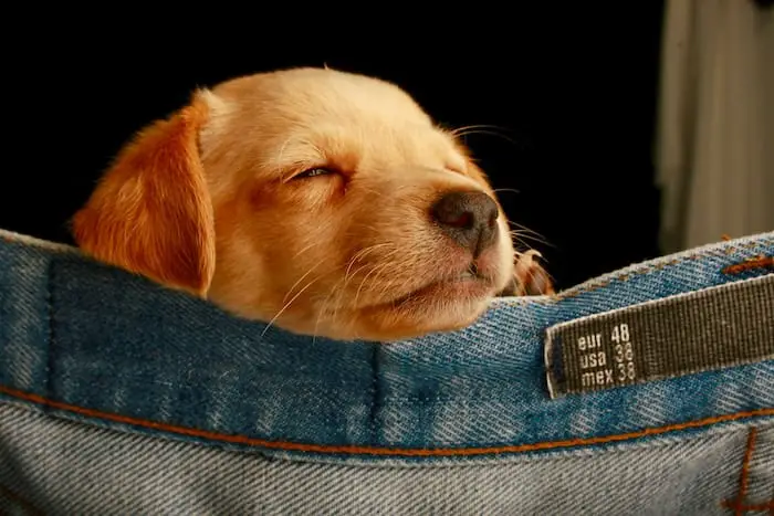 short-coated puppy on blue denim bottoms used as a hammock