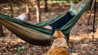 man sleeping in a hammock with dog nearby