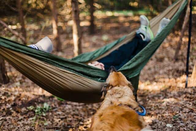 man sleeping in a hammock with dog nearby